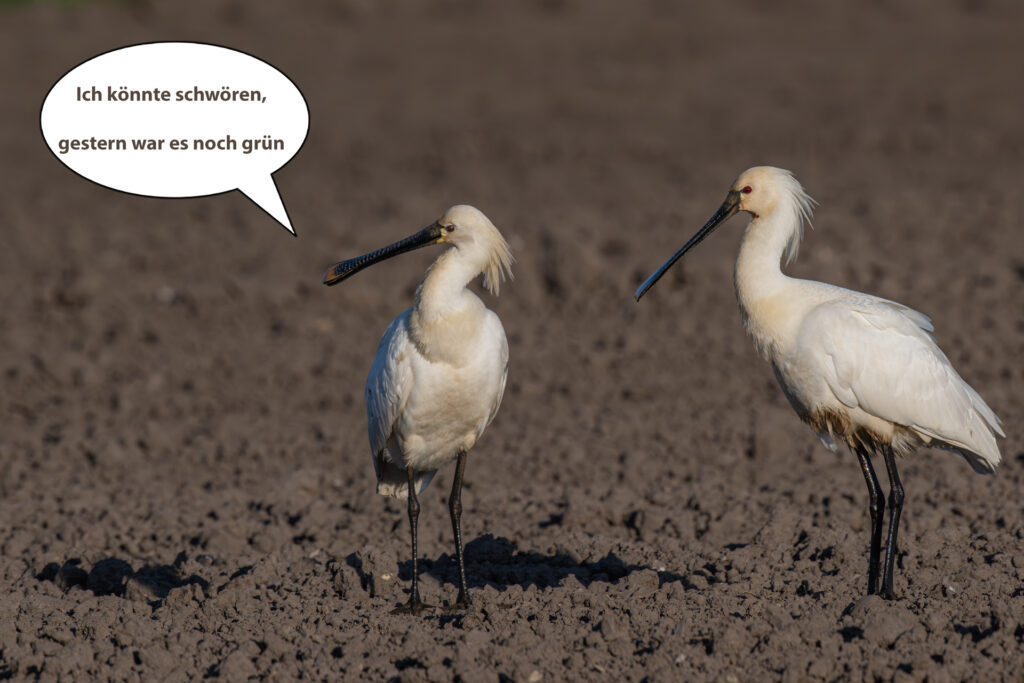 Ich bin auch ganz sicher dass hier letzte Woche noch eine Wiese war!