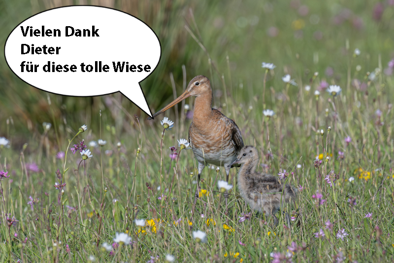 DSC_2944-1 Wiese